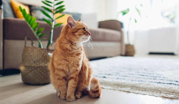 Pet cat sitting beside a rug