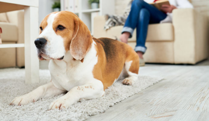 a dog sitting on a rug