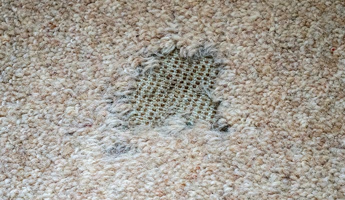 Moth damaged rug Moth damaged rug