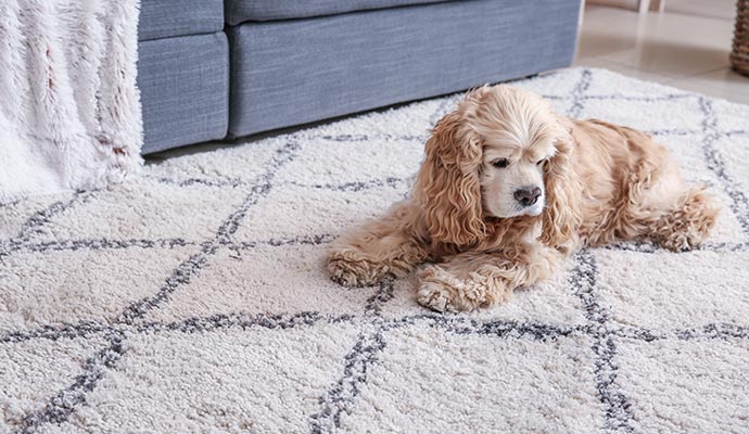 Pet sitting on a rug Pet sitting on a rug